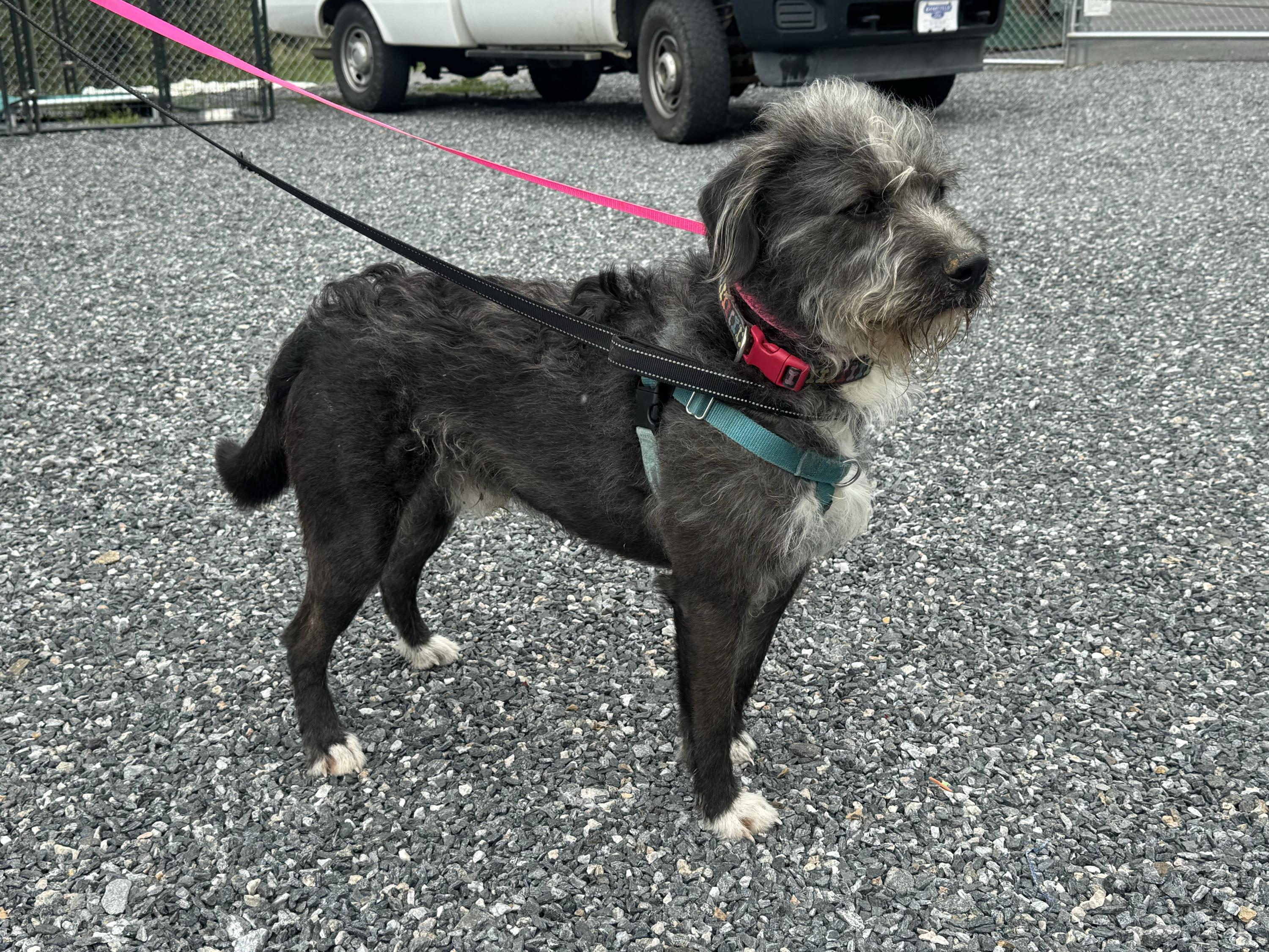 Enlarge Rowdy Rambo, a ADOPTABLE mixed breed in Marshall, NC image 2/2
