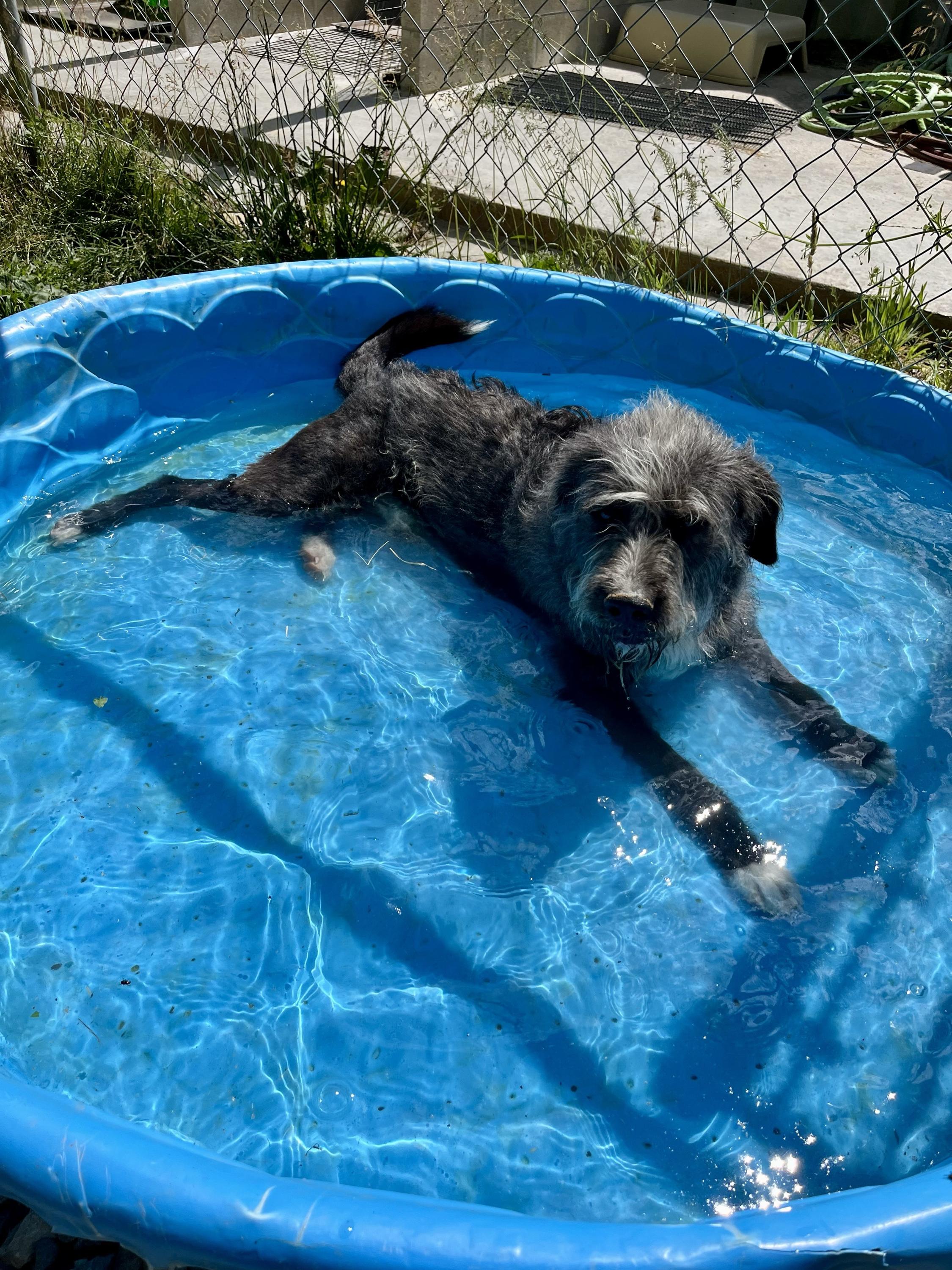 Rowdy Rambo, a ADOPTABLE mixed breed in Marshall, NC image 5/6