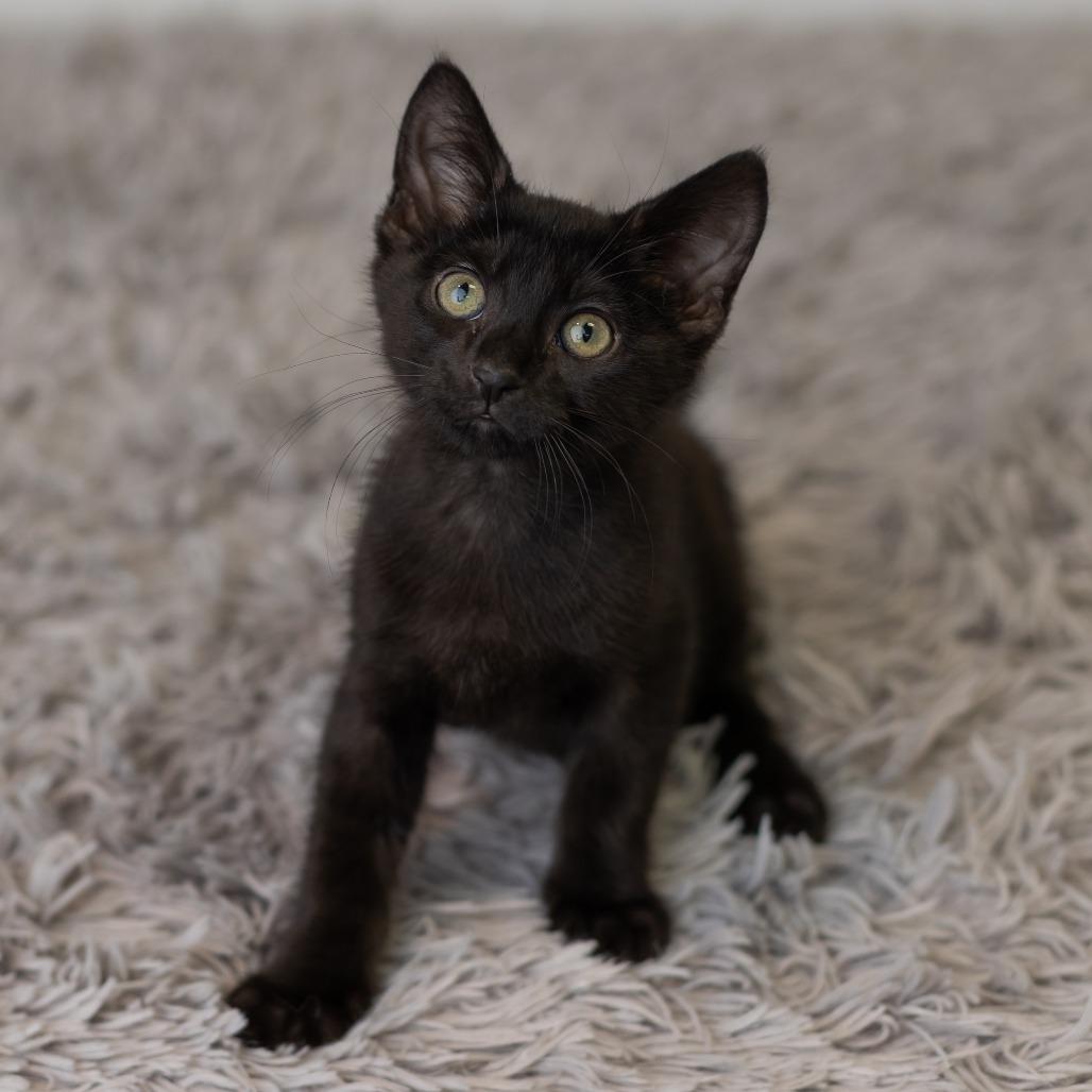 Enlarge Bat Dance, a Adoptable Domestic Short Hair in St. Paul, MN image 1/6