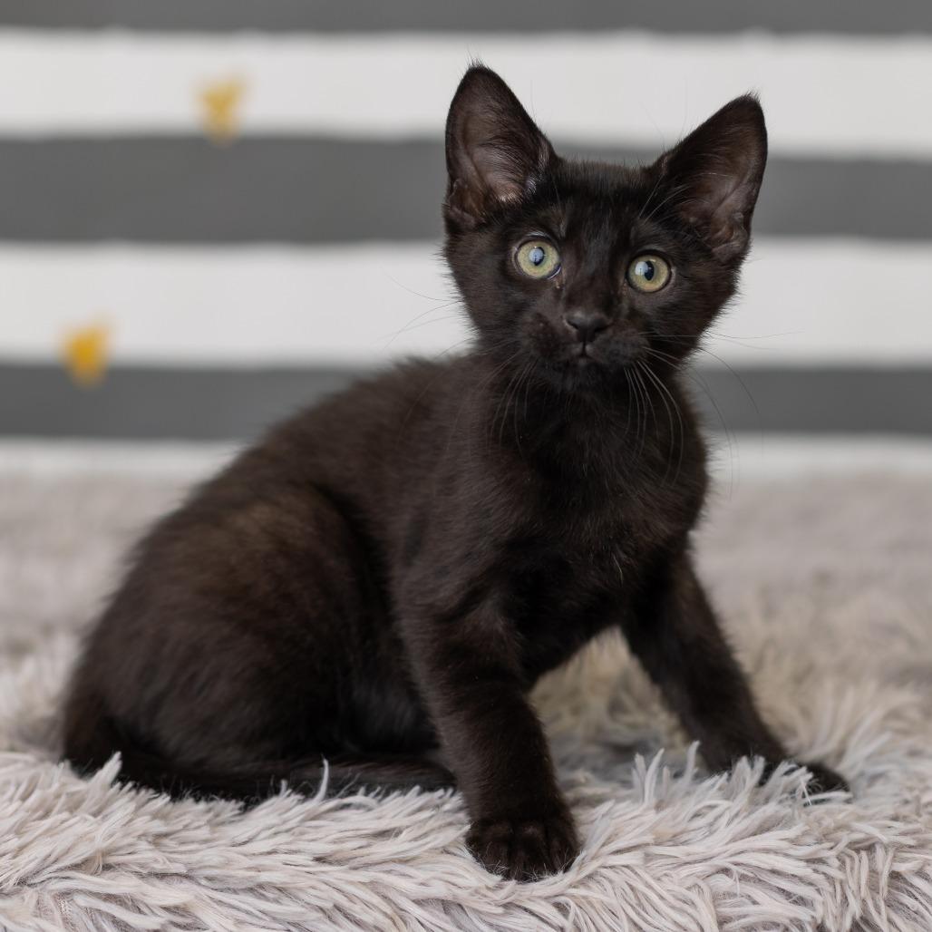Enlarge Bat Dance, a Adoptable Domestic Short Hair in St. Paul, MN image 2/6