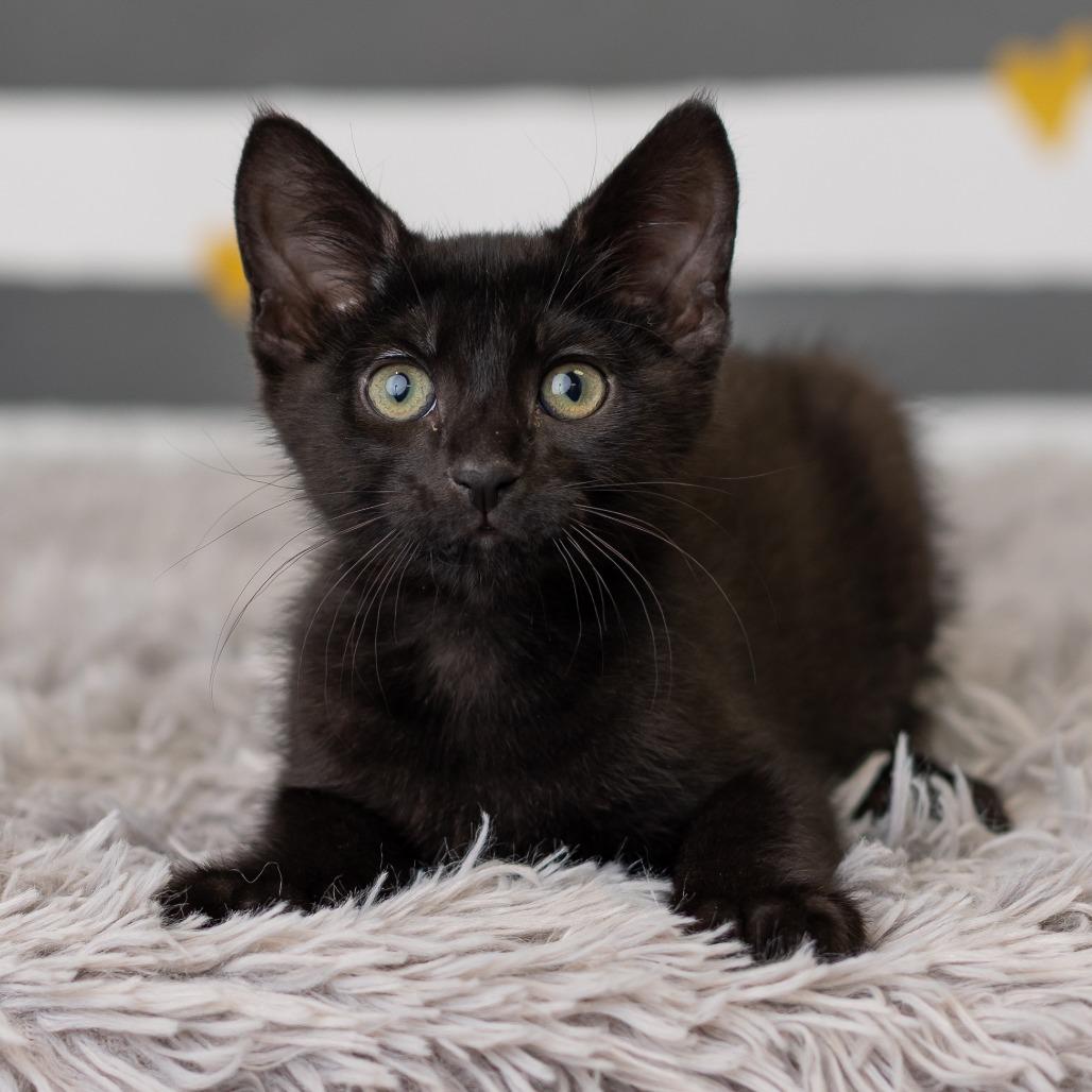 Enlarge Bat Dance, a Adoptable Domestic Short Hair in St. Paul, MN image 3/6