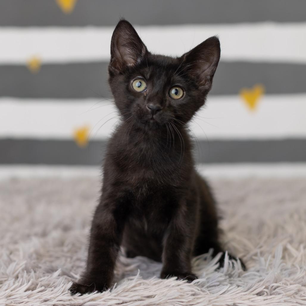 Enlarge Bat Dance, a Adoptable Domestic Short Hair in St. Paul, MN image 4/6