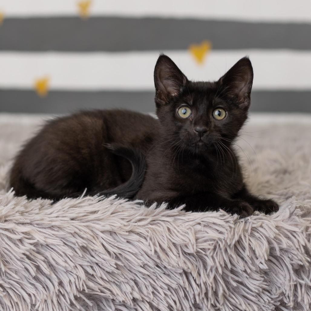 Enlarge Bat Dance, a Adoptable Domestic Short Hair in St. Paul, MN image 5/6