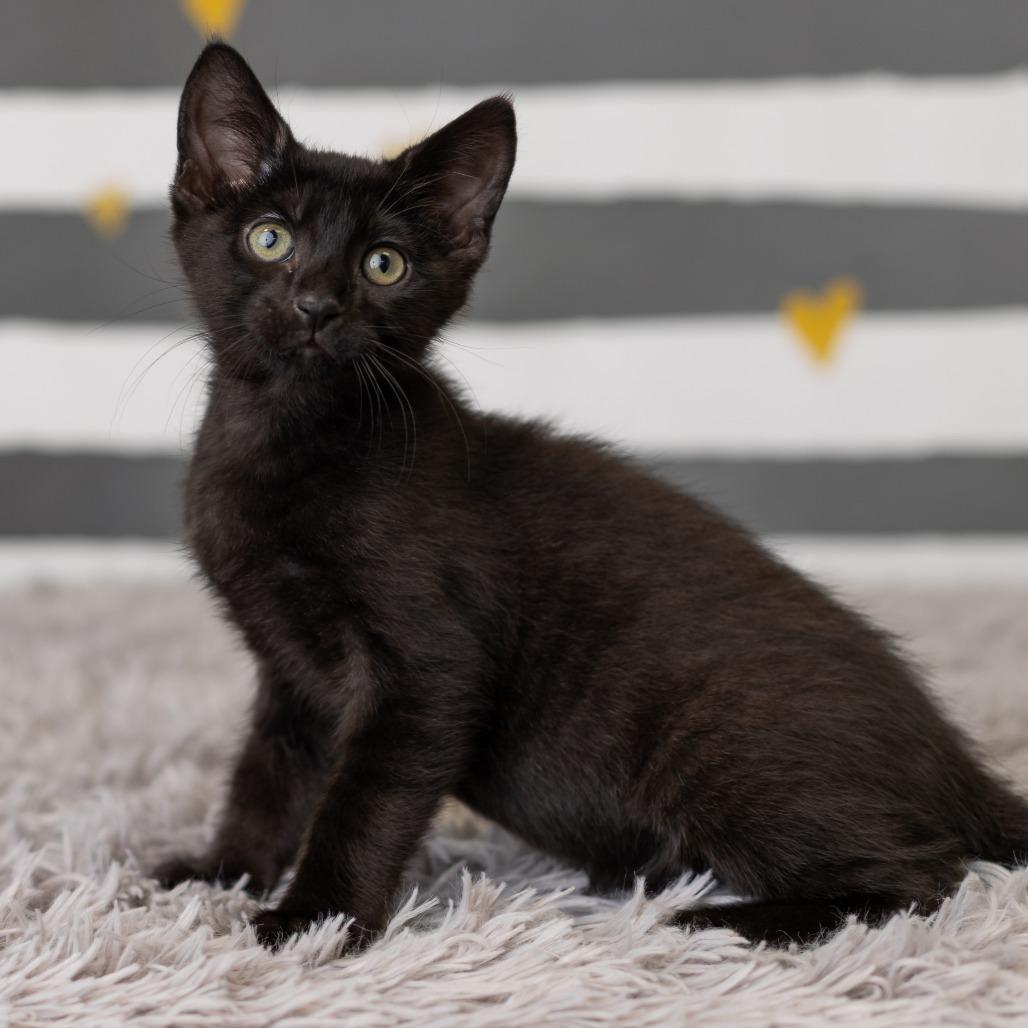 Enlarge Bat Dance, a Adoptable Domestic Short Hair in St. Paul, MN image 6/6