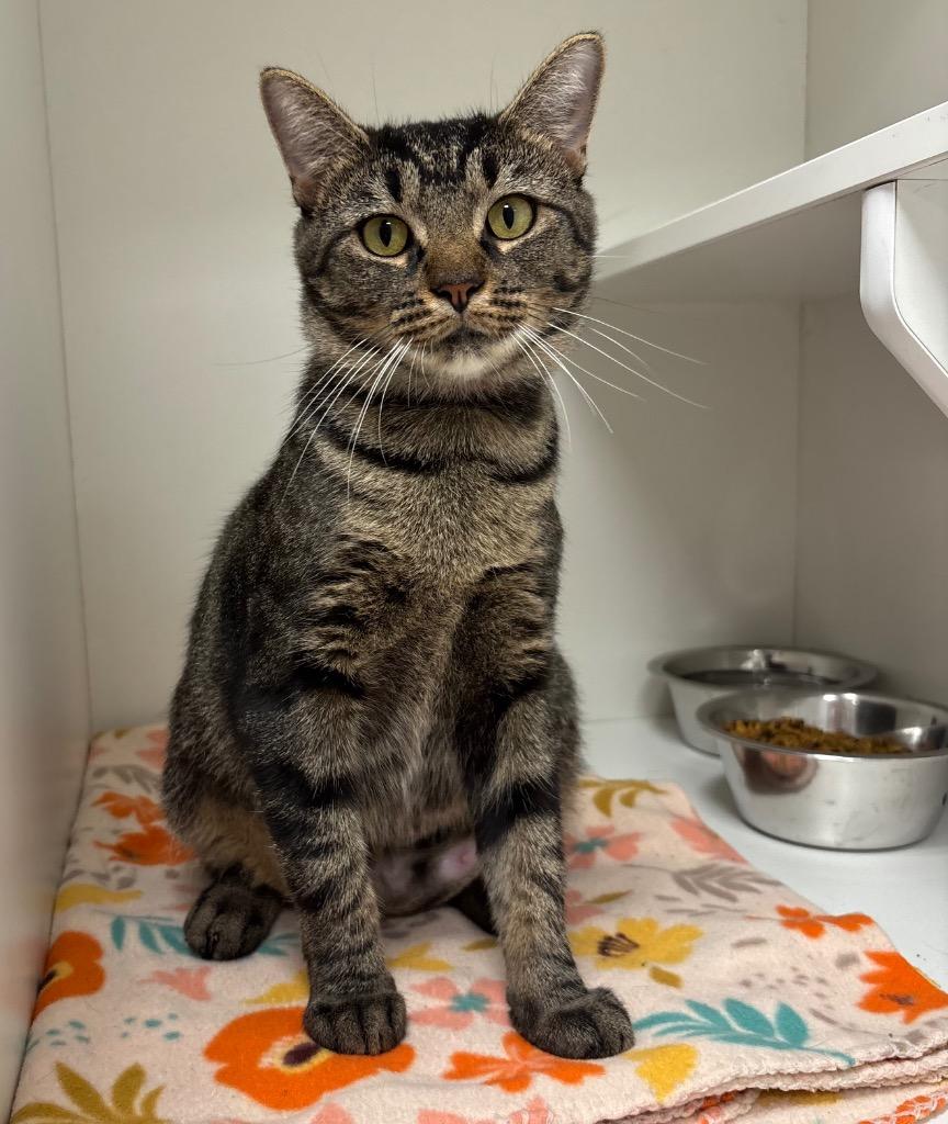 Enlarge Nova, a Adoptable Tabby in Frankfort, KY image 1/2