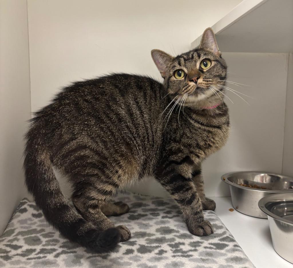 Enlarge Nova, a Adoptable Tabby in Frankfort, KY image 2/2