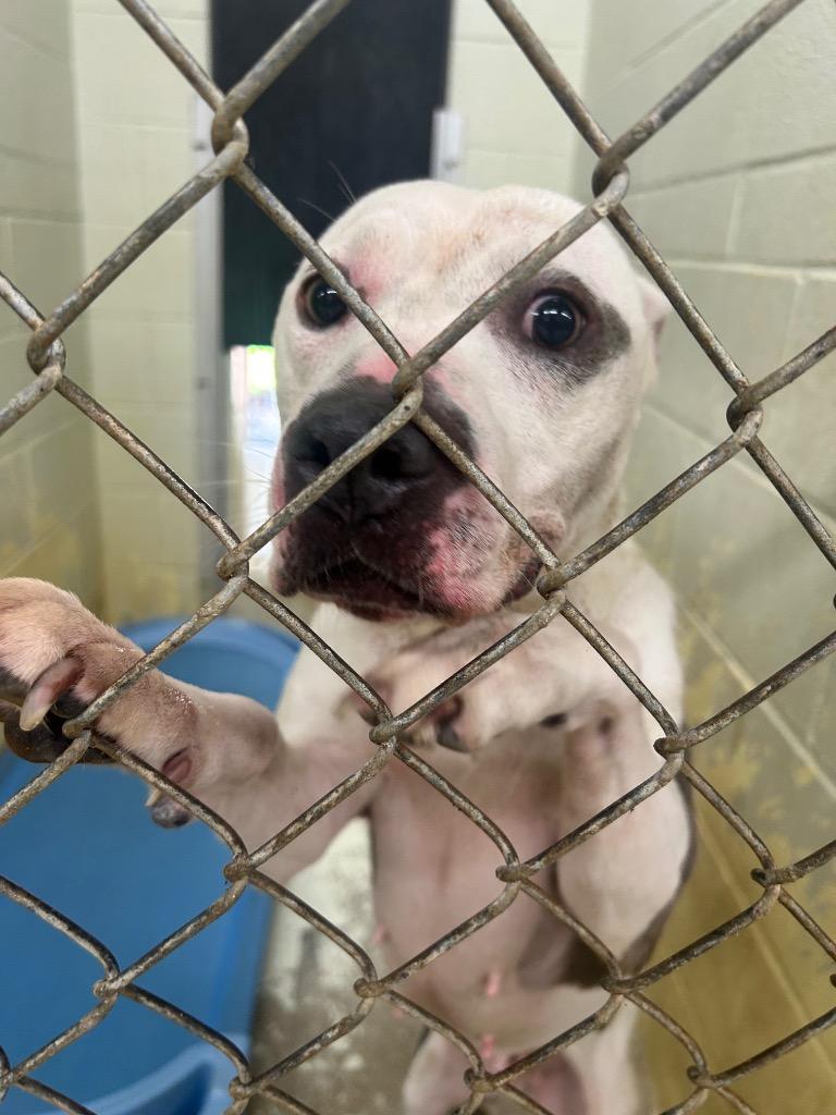Left Eye, Adoptable, Young Female Pit Bull Terrier.