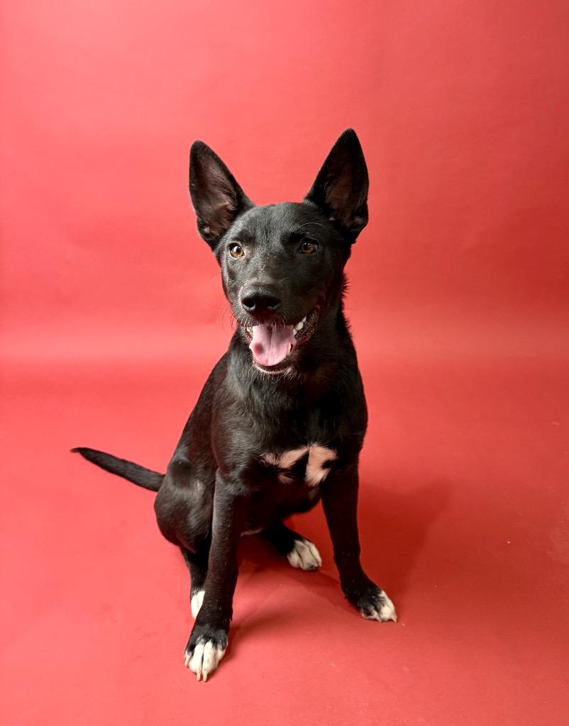 Enlarge Fidget, a Adoptable mixed breed in Bellevue, WA image 3/3