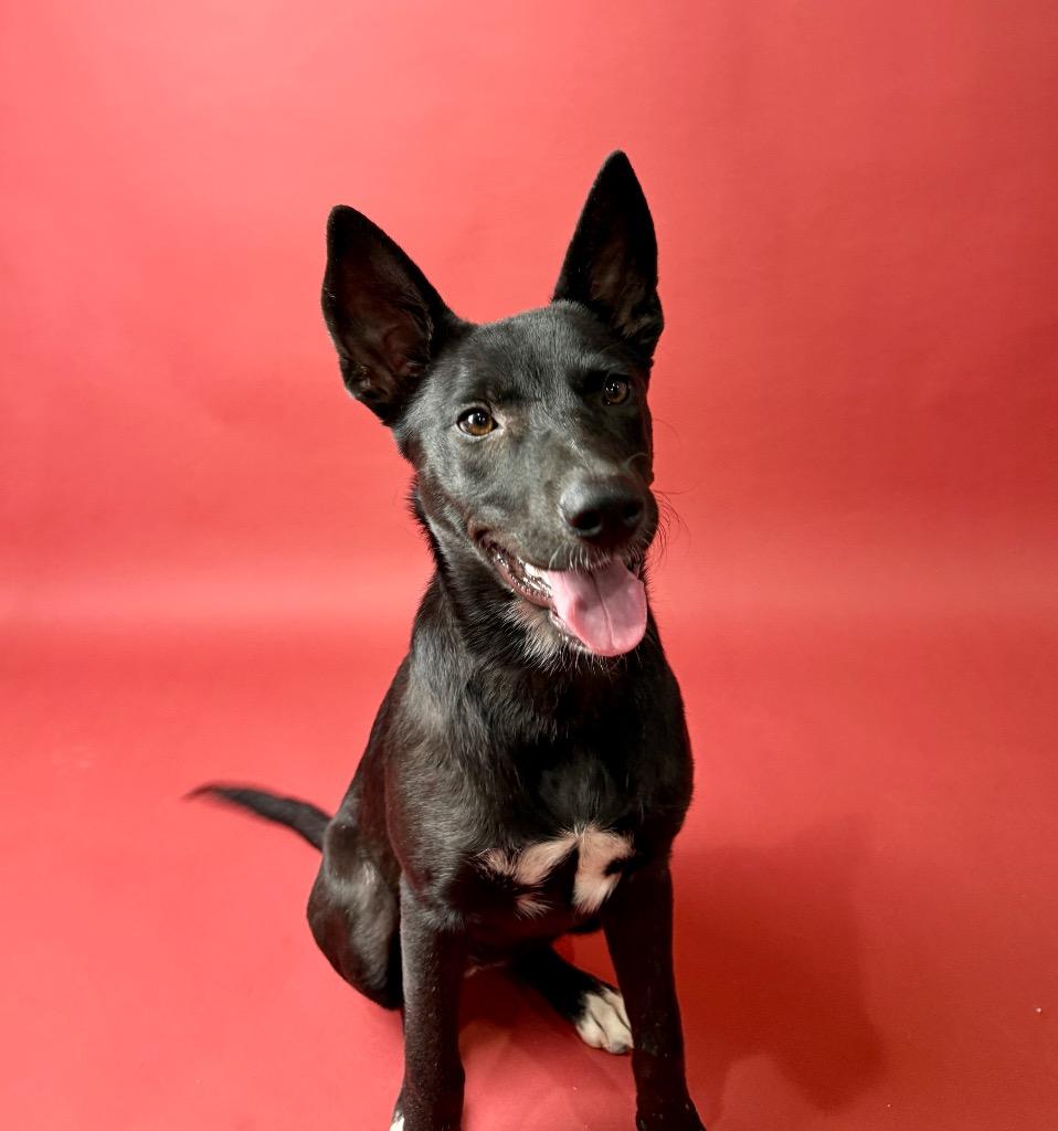 Enlarge Fidget, a Adoptable mixed breed in Bellevue, WA image 2/3