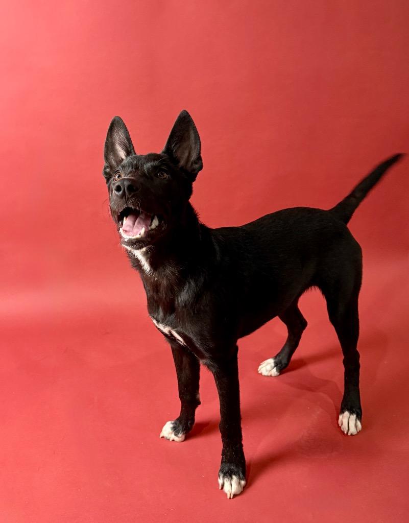 Fidget, Adoptable, Young Female Shepherd & Mixed Breed.