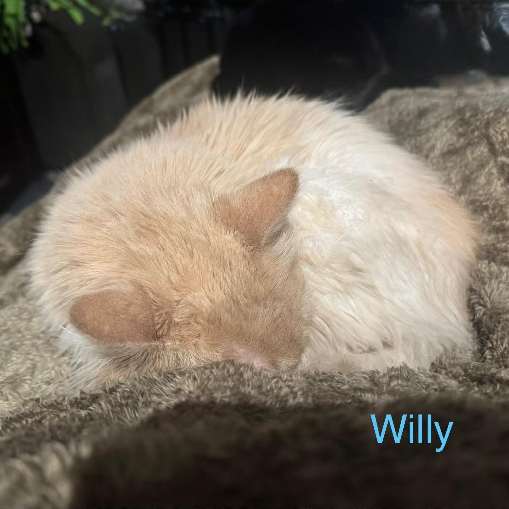 Enlarge Willy, a Adoptable Domestic Long Hair in Spring Hill, KS image 1/6