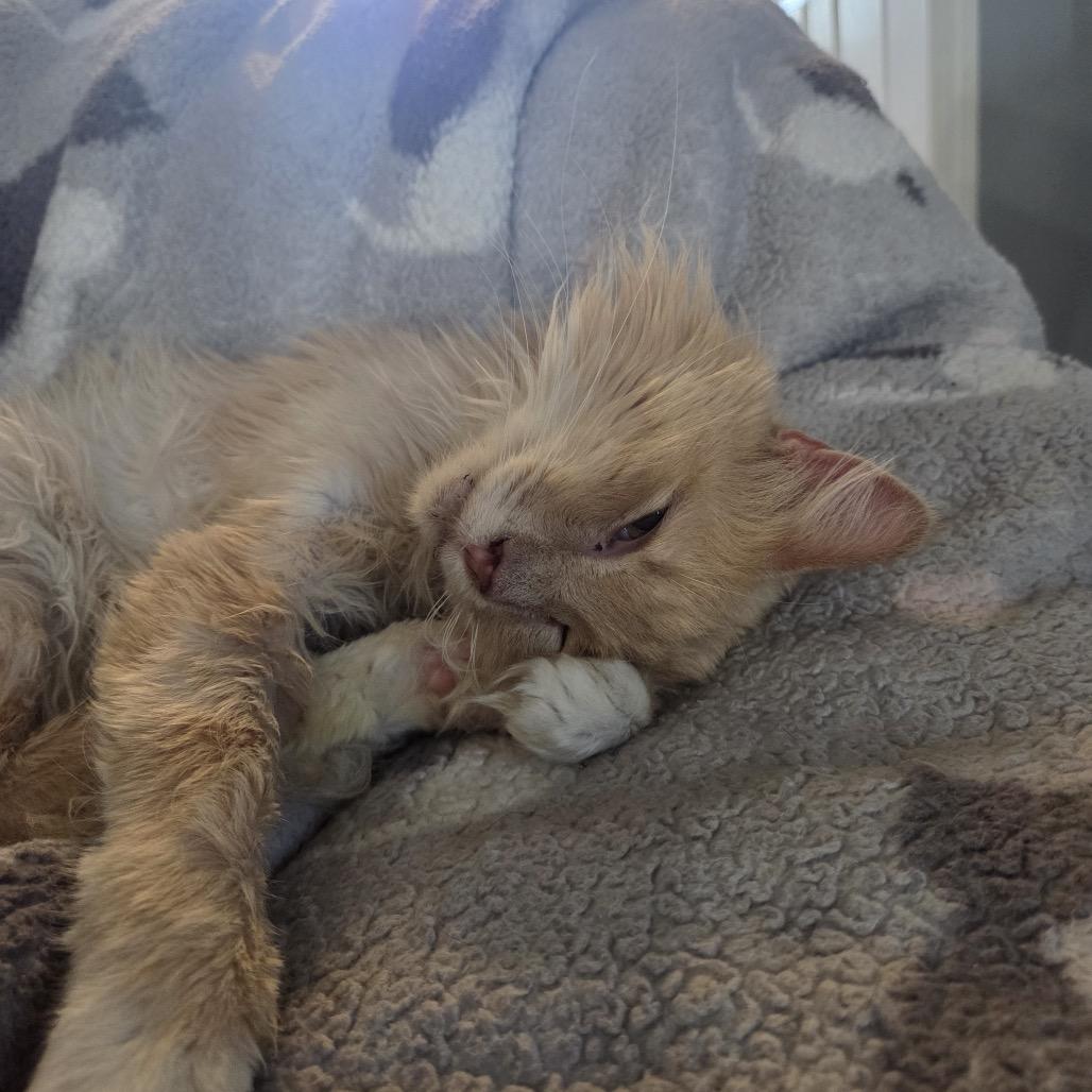 Enlarge Willy, a Adoptable Domestic Long Hair in Spring Hill, KS image 2/6