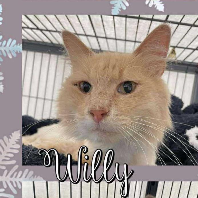 Enlarge Willy, a Adoptable Domestic Long Hair in Spring Hill, KS image 3/6