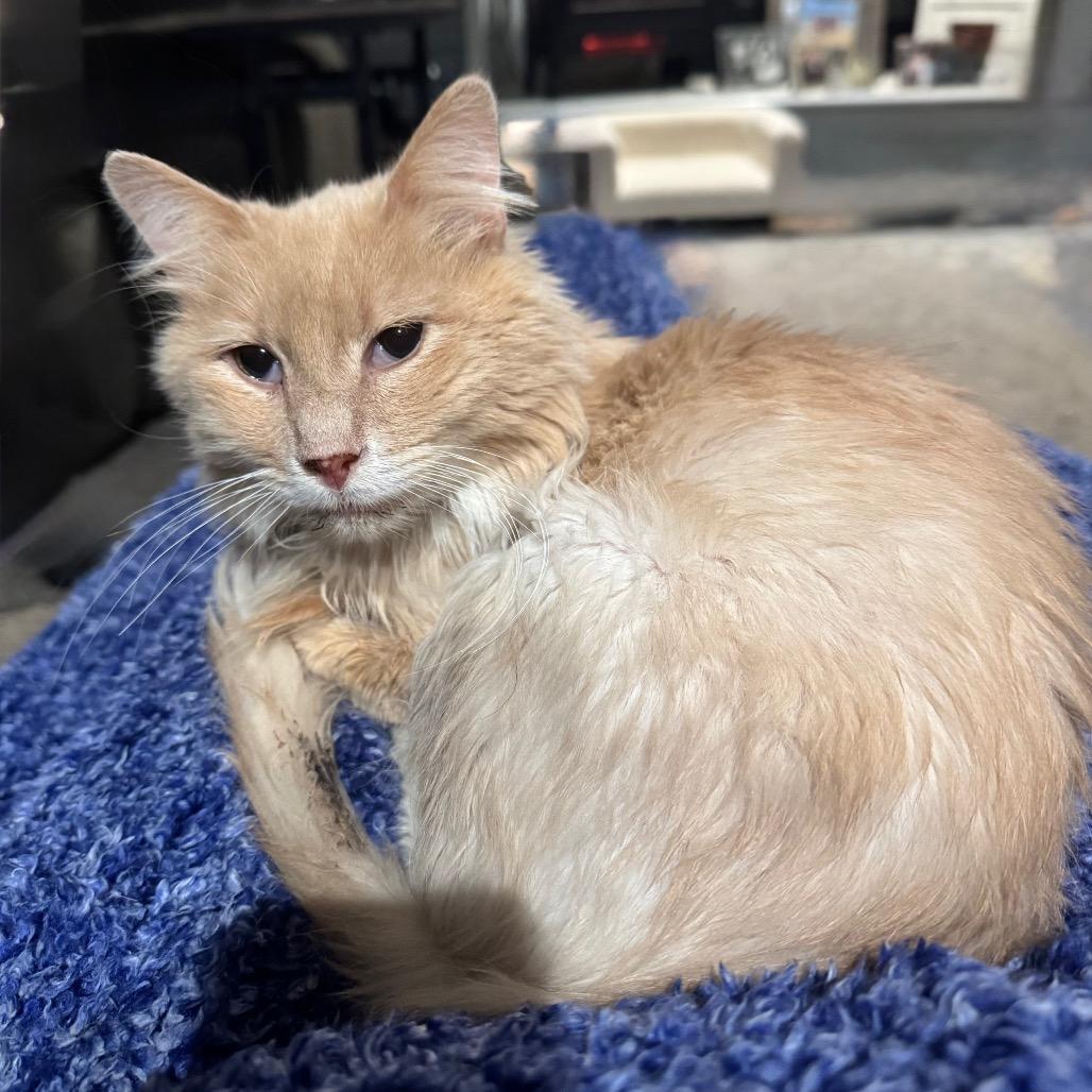 Enlarge Willy, a Adoptable Domestic Long Hair in Spring Hill, KS image 4/6