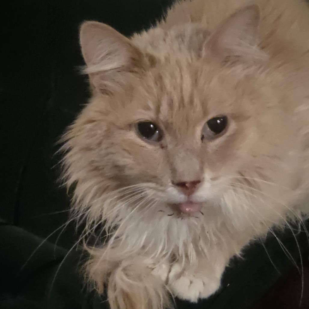 Enlarge Willy, a Adoptable Domestic Long Hair in Spring Hill, KS image 5/6