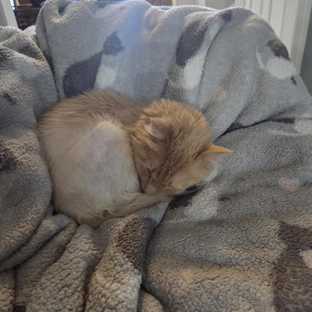 Enlarge Willy, a Adoptable Domestic Long Hair in Spring Hill, KS image 6/6