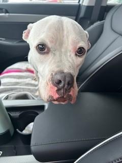 Purdy, ADOPTABLE, Adult Female Boxer.