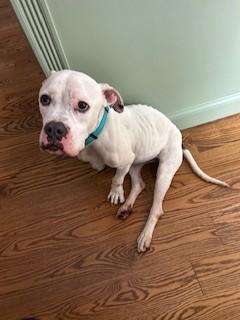 Enlarge Purdy, a ADOPTABLE Boxer in Urbana, IL image 2/3