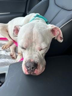 Enlarge Purdy, a ADOPTABLE Boxer in Urbana, IL image 3/3