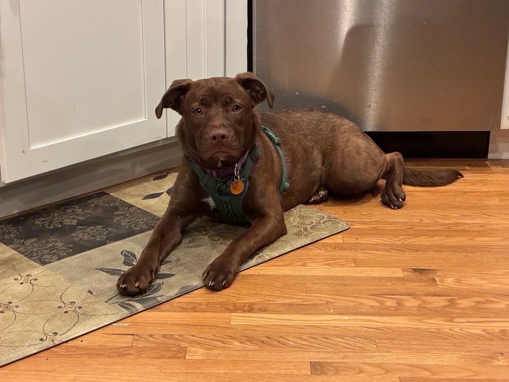 Enlarge Myra, a Adoptable Labrador Retriever in New Albany, OH image 1/6