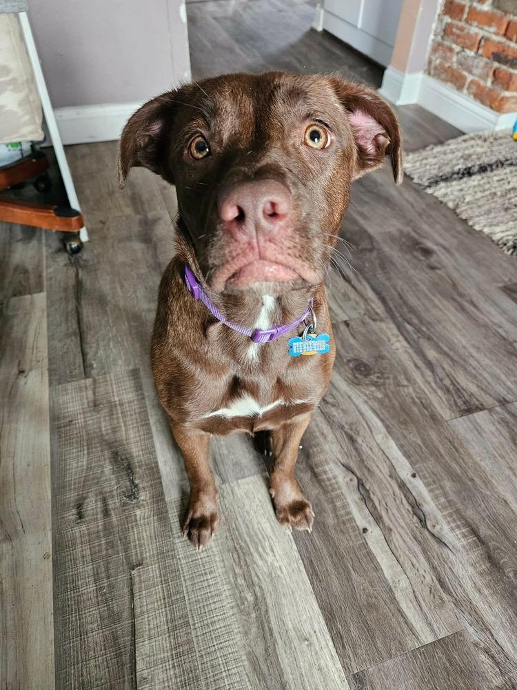 Enlarge Myra, a Adoptable Labrador Retriever in New Albany, OH image 2/6