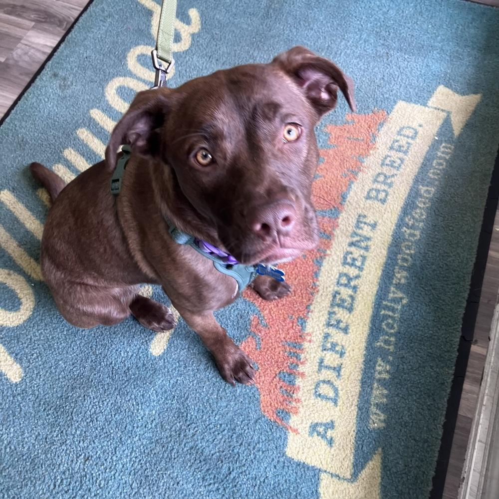 Enlarge Myra, a Adoptable Labrador Retriever in New Albany, OH image 3/6