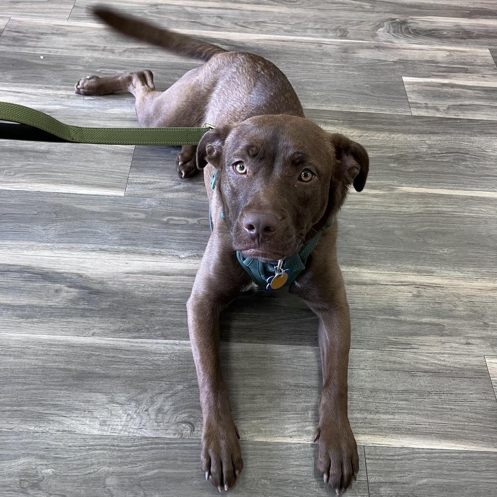 Enlarge Myra, a Adoptable Labrador Retriever in New Albany, OH image 4/6