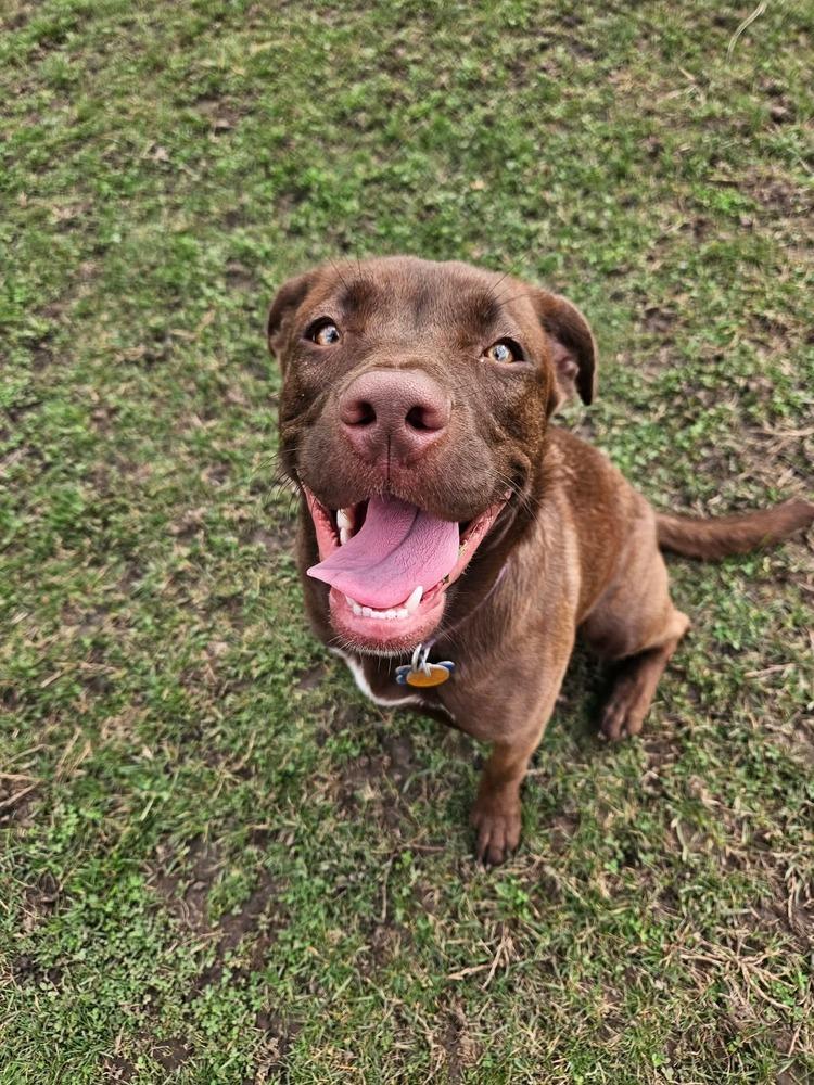 Enlarge Myra, a Adoptable Labrador Retriever in New Albany, OH image 5/6