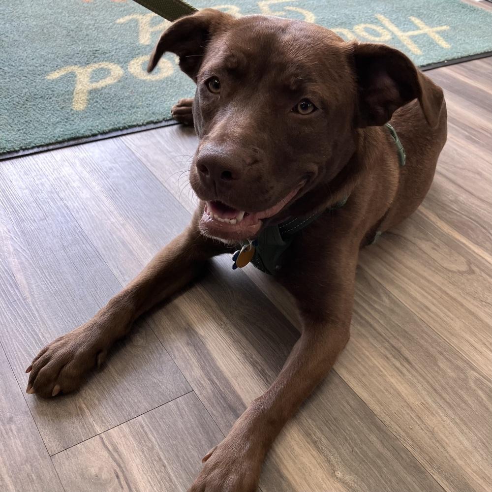 Enlarge Myra, a Adoptable Labrador Retriever in New Albany, OH image 6/6