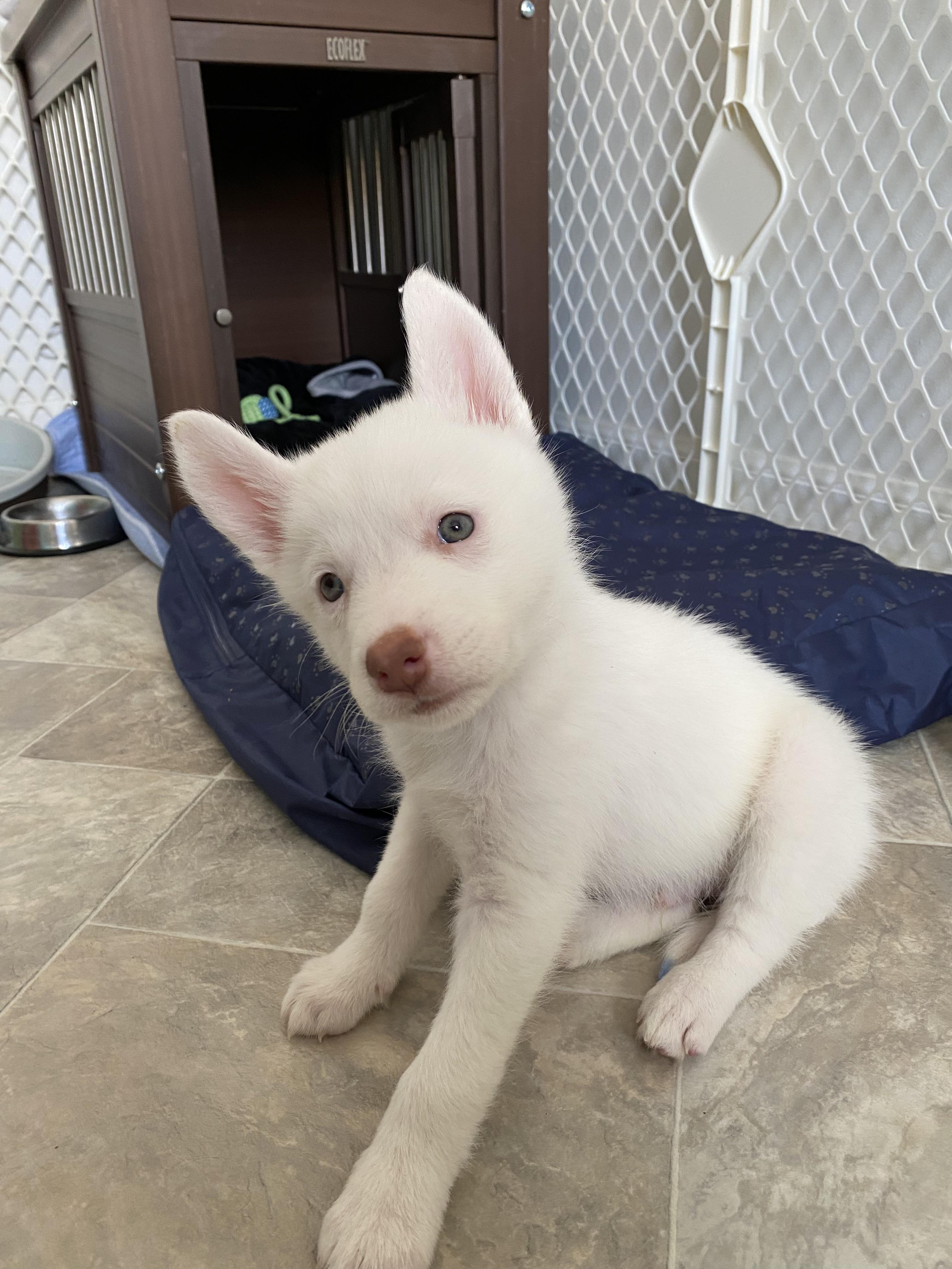 Finley, adopted, Puppy Male White German Shepherd.