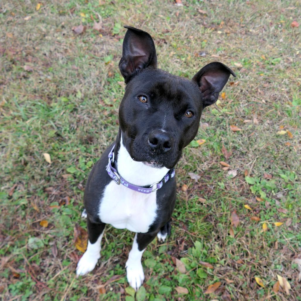 Waffles, Adoptable, Adult Female Mixed Breed.