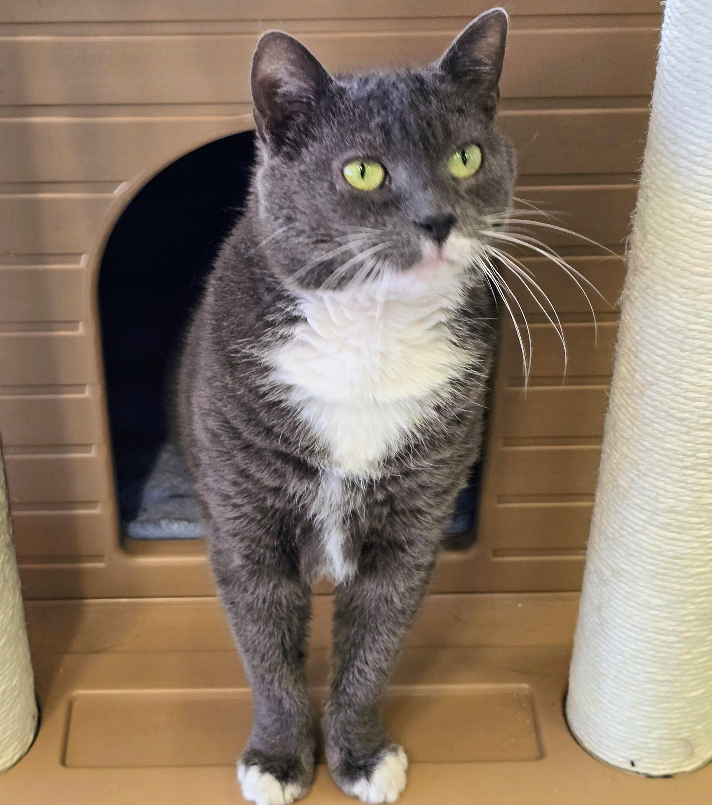 Enlarge 5-223 Mittens, a Adoptable mixed breed in Amityville, NY image 5/6