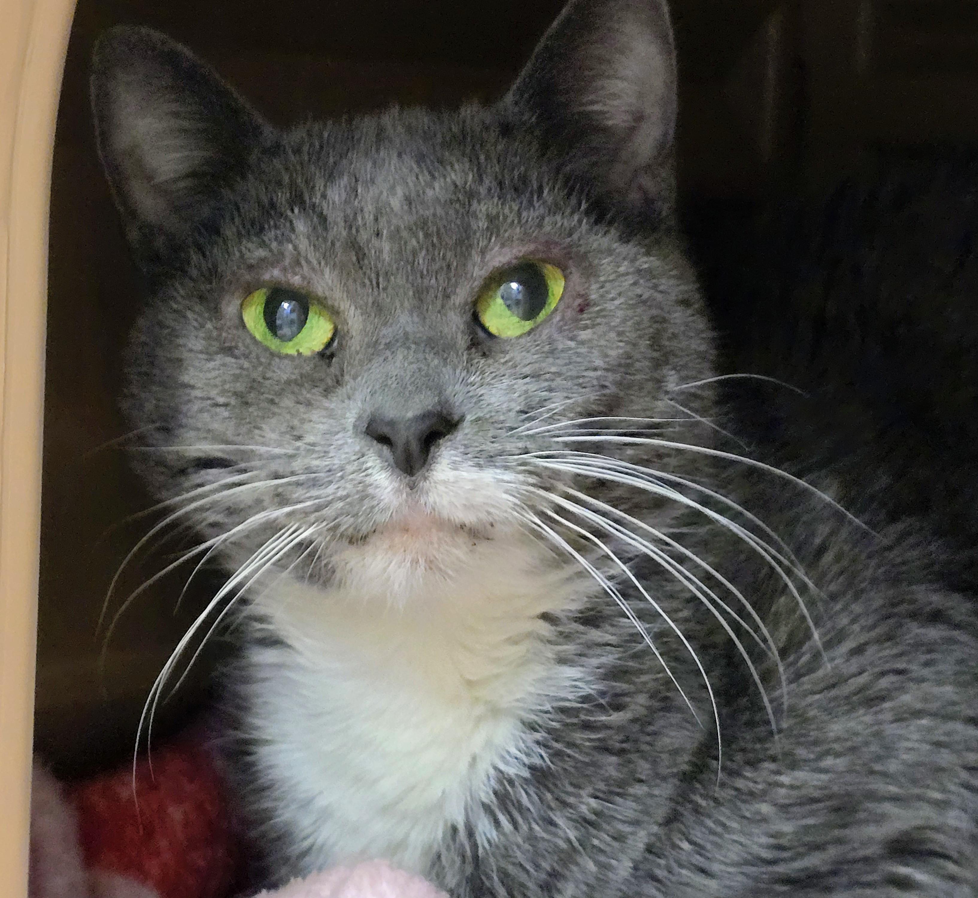 Enlarge 5-223 Mittens, a Adoptable mixed breed in Amityville, NY image 4/6