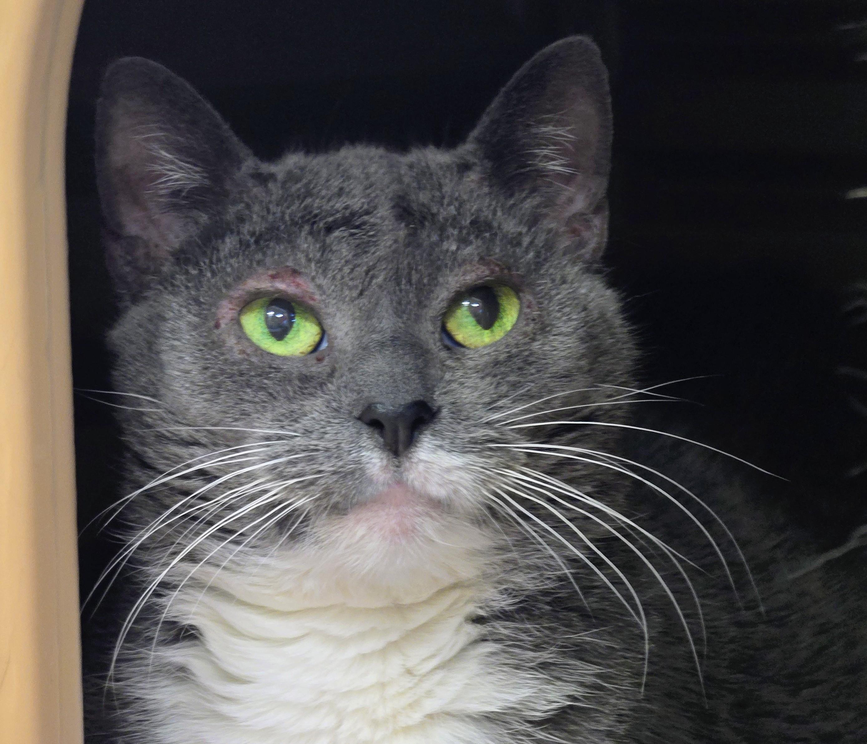 Enlarge 5-223 Mittens, a Adoptable mixed breed in Amityville, NY image 1/6