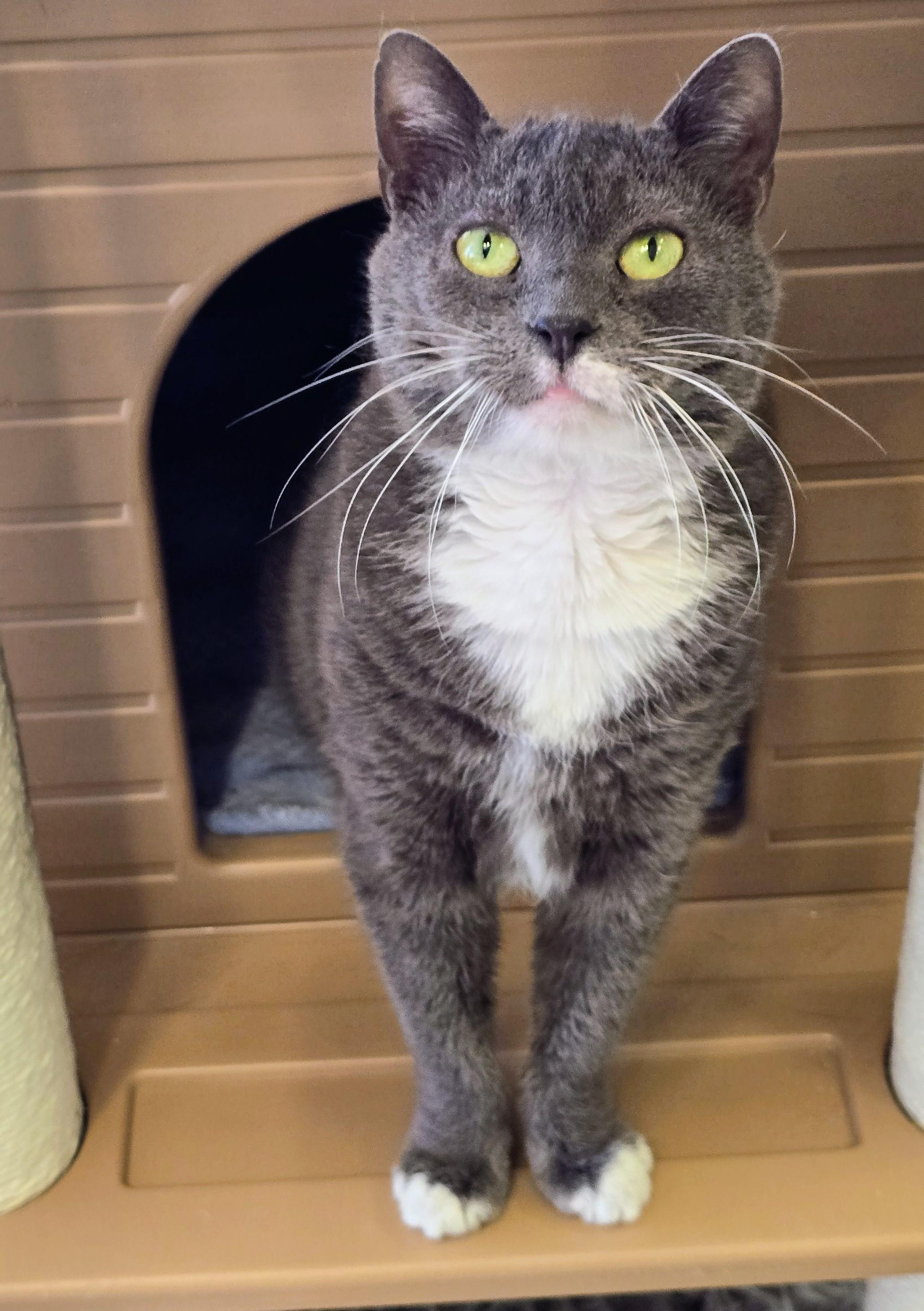Enlarge 5-223 Mittens, a Adoptable mixed breed in Amityville, NY image 2/6