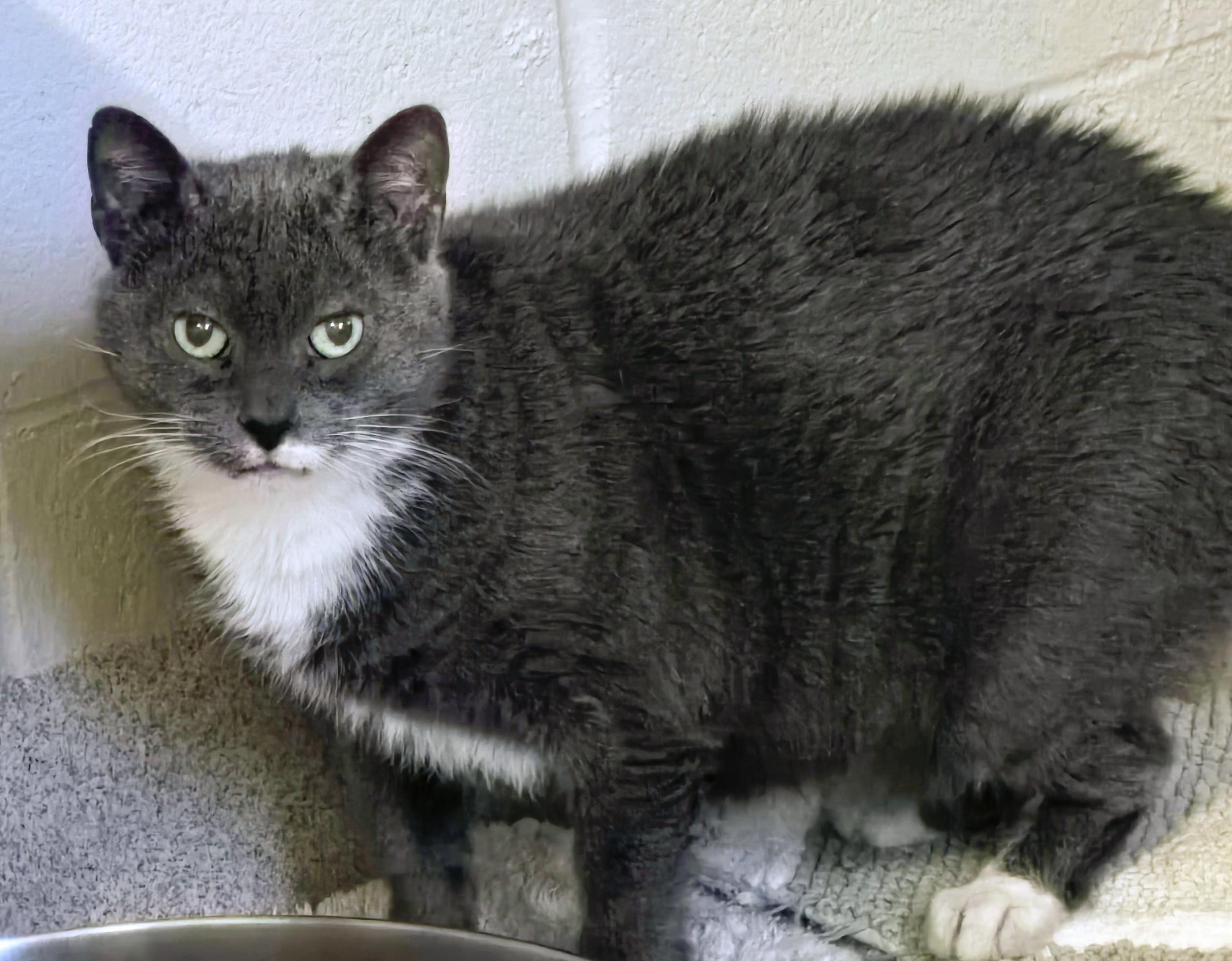 Enlarge 5-223 Mittens, a Adoptable mixed breed in Amityville, NY image 3/6