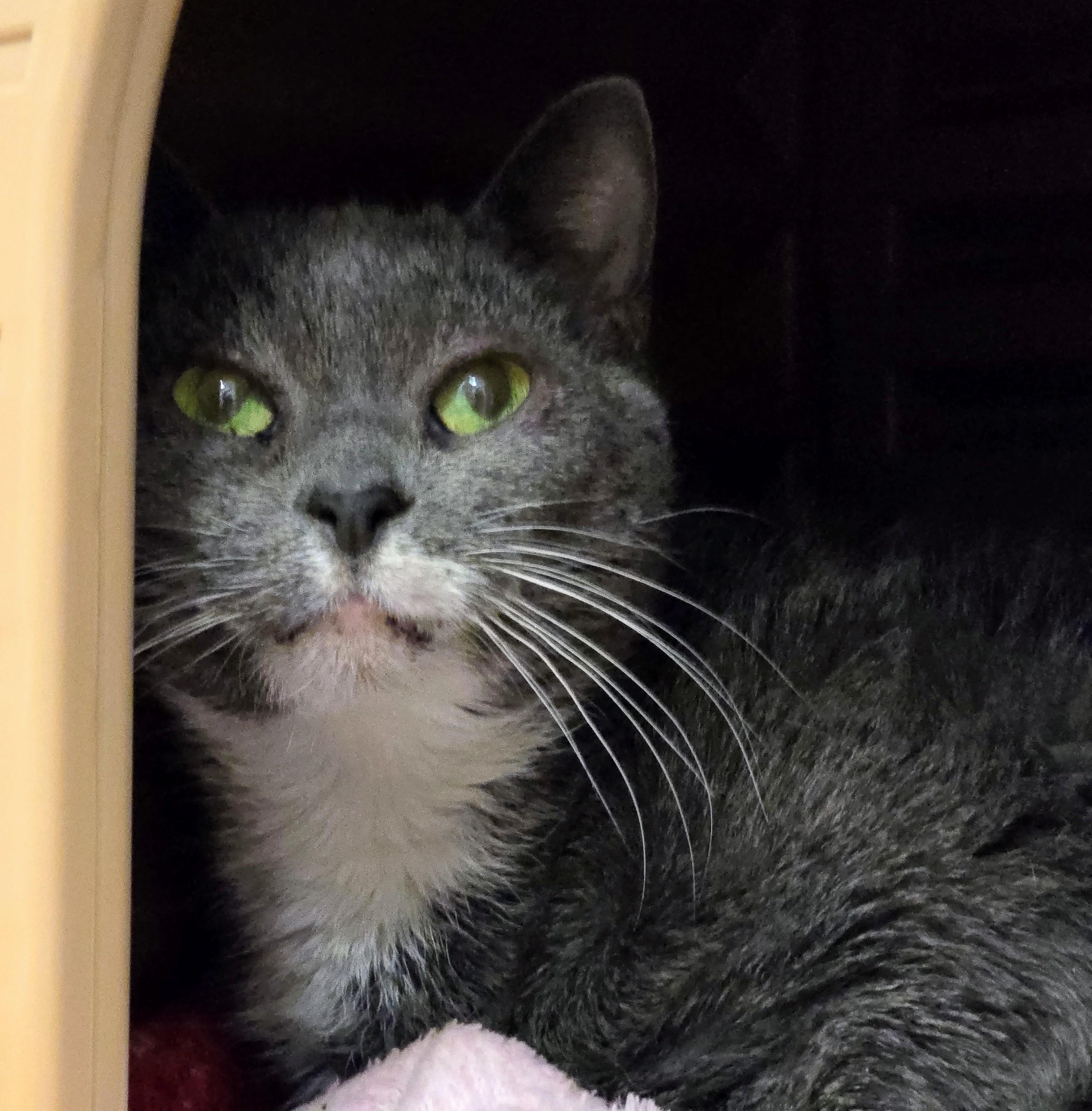 Enlarge 5-223 Mittens, a Adoptable mixed breed in Amityville, NY image 6/6
