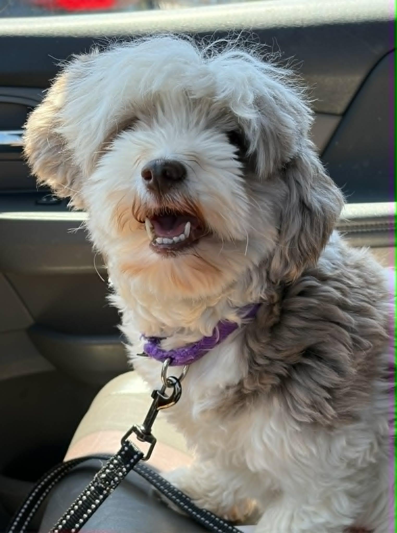 Hazel, Adopted, Adult Female Havanese.