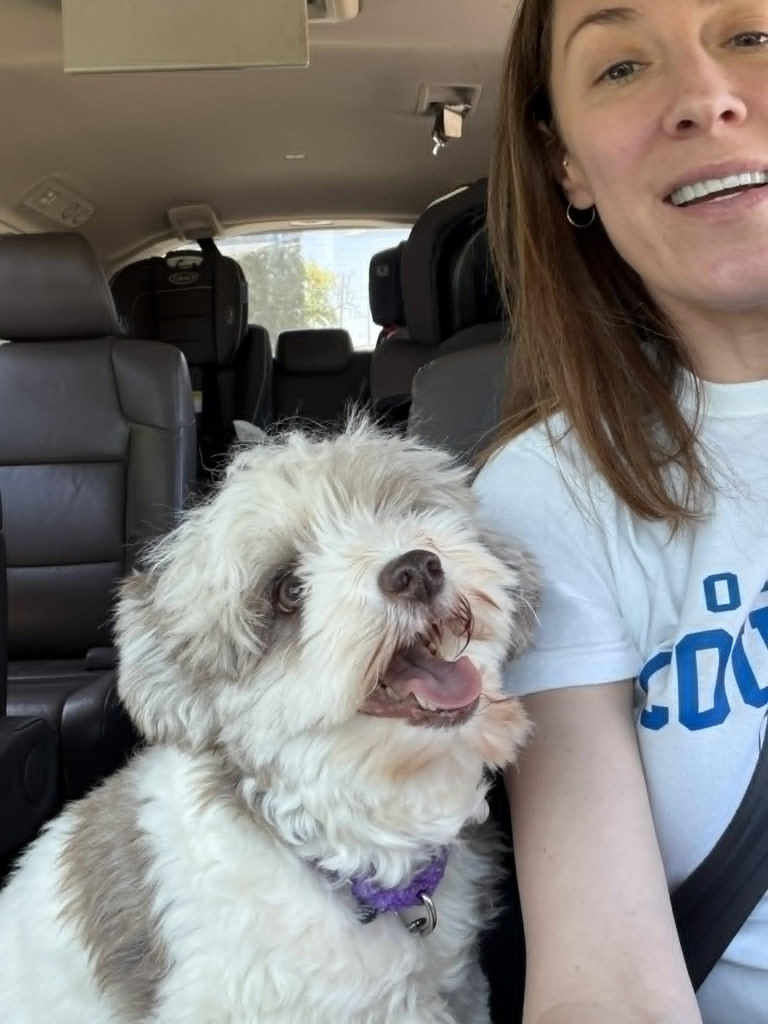Hazel, a Adopted Havanese in Catasauqua, PA image 2/3