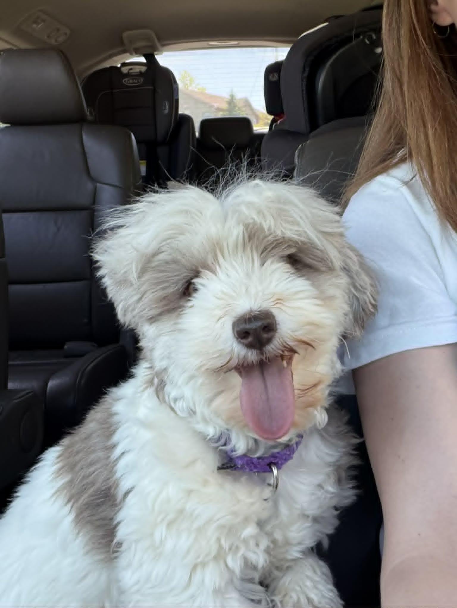 Hazel, a Adopted Havanese in Catasauqua, PA image 3/3
