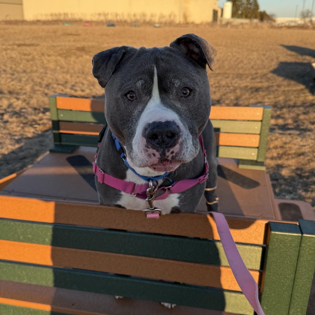 Dax, a Adoptable Mixed Breed in Waukesha, WI image 3/3