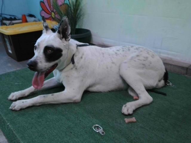 SPOT, Adoptable, Young Male Pit Bull Terrier.