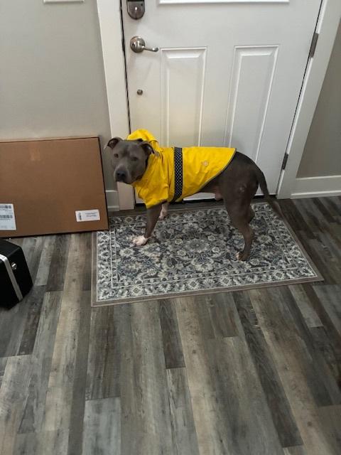 Enlarge CHESTNUT, a Adoptable Pit Bull Terrier in Kent, WA image 1/1