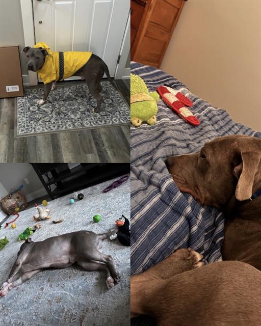 CHESTNUT, Adoptable, Young Male Pit Bull Terrier.