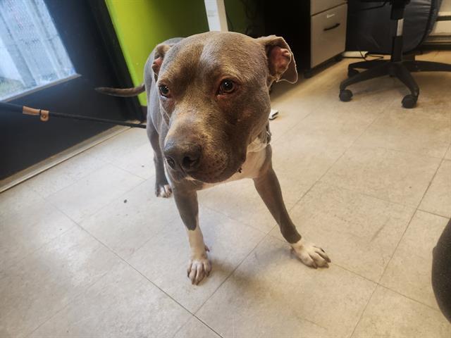 CHESTNUT, Adoptable, Young Male Pit Bull Terrier.