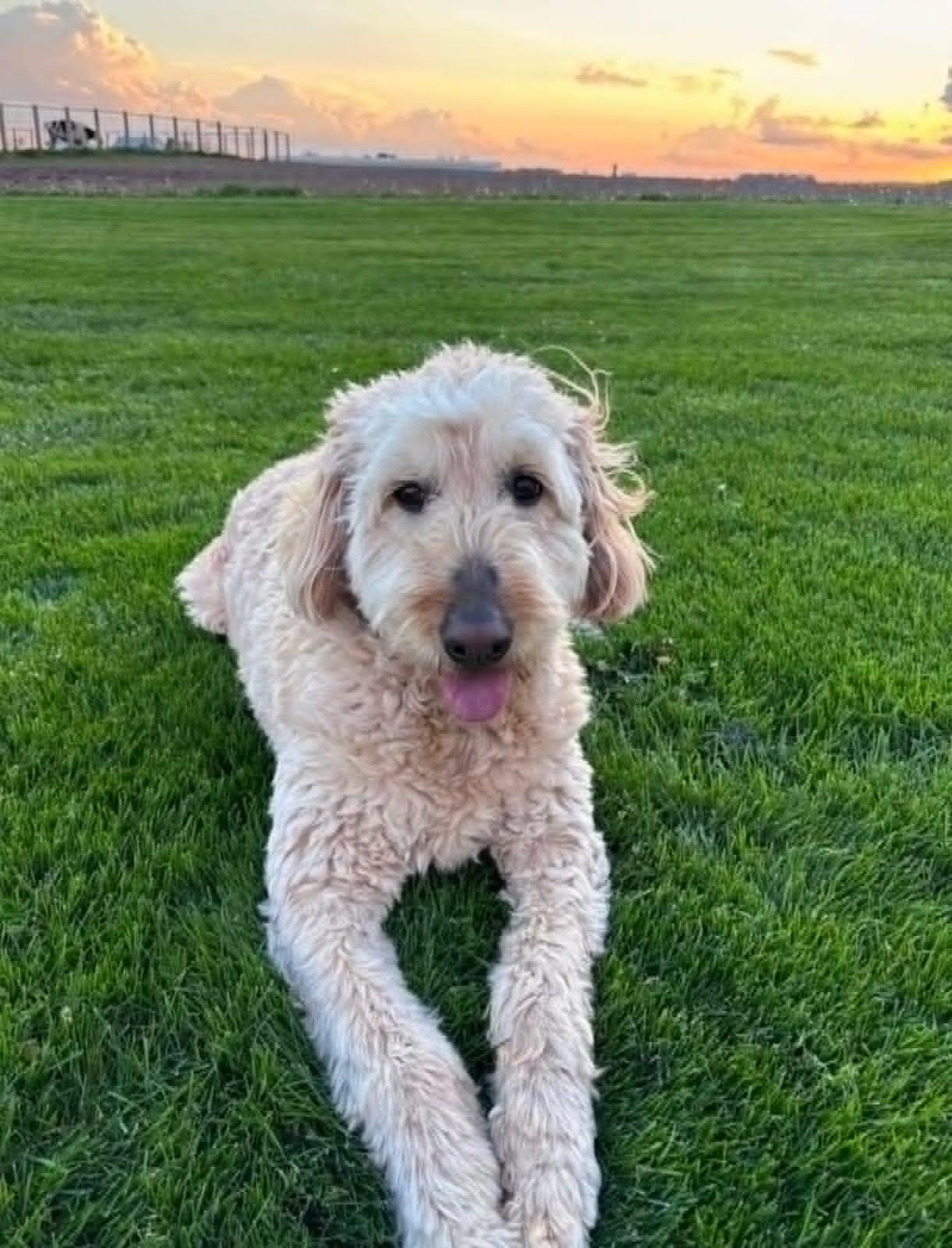 Oakley!!, ADOPTABLE, Adult Female Goldendoodle.