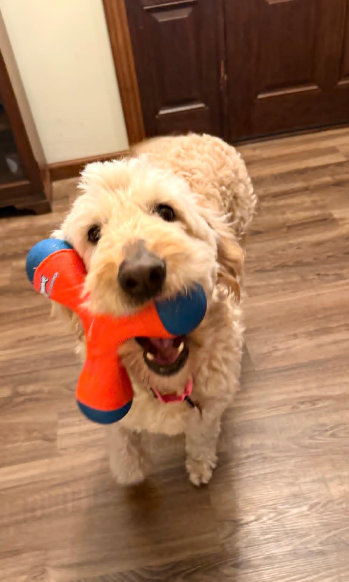 Oakley!!, an adoption pending Goldendoodle in Celina, OH image 4/6
