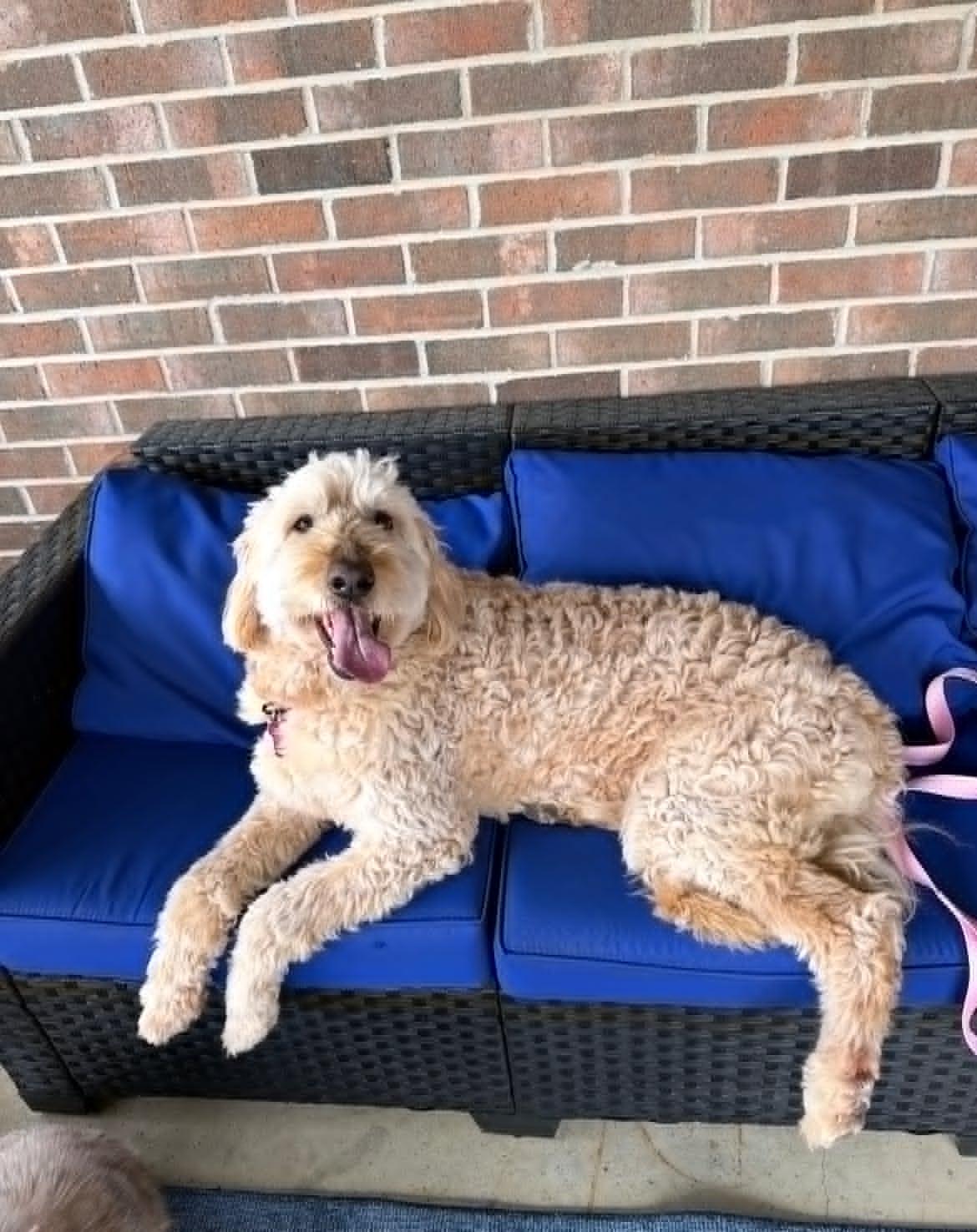 Oakley!!, an adoption pending Goldendoodle in Celina, OH image 6/6