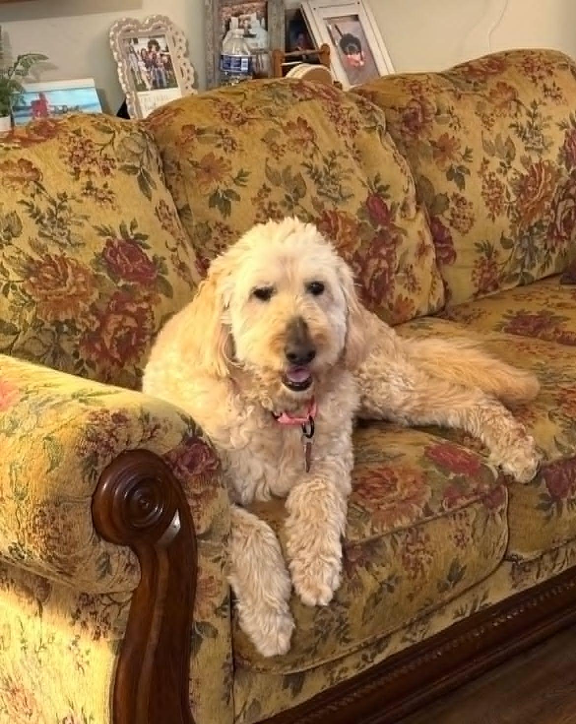 Oakley!!, an adoption pending Goldendoodle in Celina, OH image 3/6