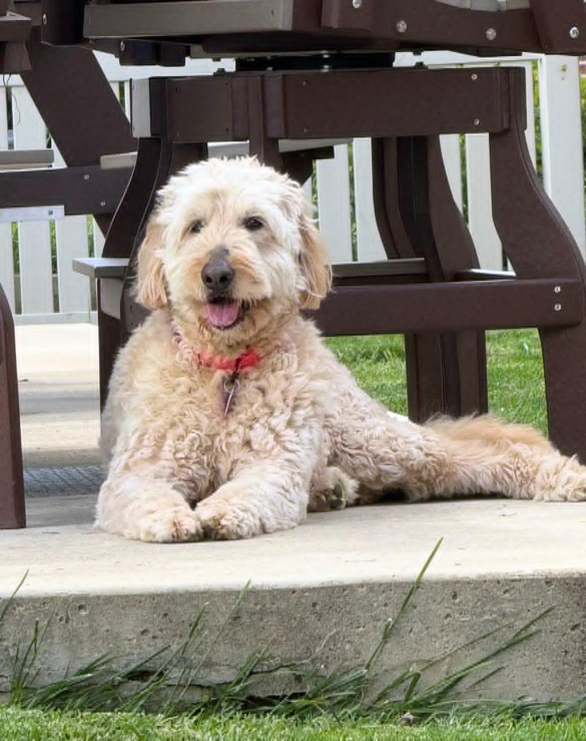 Oakley!!, an adoption pending Goldendoodle in Celina, OH image 5/6